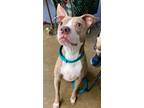 Bonnie American Pit Bull Terrier Adult Female