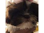 Shih Tzu Puppy for sale in Palmdale, CA, USA