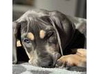 Great Dane Puppy for sale in Seekonk, MA, USA