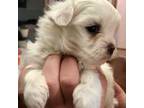 Havamalt Puppy for sale in Pampa, TX, USA