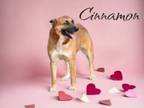 Adopt Cinnamon a Pembroke Welsh Corgi, German Shepherd Dog