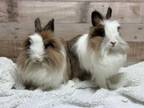 Adopt Tinkerbell & Blue Bear a Lionhead