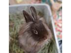 Adopt Red Shirt Freshman a Lionhead