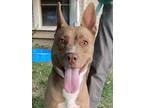 Adopt Strawberry a Pit Bull Terrier