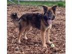 Adopt PRISCILLA a German Shepherd Dog