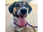 Adopt Arlena a Jack Russell Terrier, Beagle