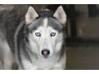 Adopt Little Emily a Husky