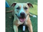 Adopt Betty Boo a Mixed Breed