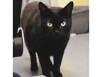 Adopt Ozzy a Domestic Short Hair