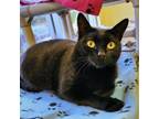 Adopt Ozzy a Domestic Short Hair