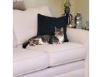 Adopt Jamie a Domestic Short Hair