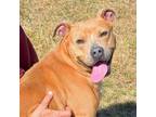 Adopt CAROL a Pit Bull Terrier, Mixed Breed