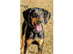 Adopt Dixie a Black and Tan Coonhound