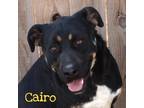 Adopt Cairo a Shepherd (Unknown Type) / Rottweiler / Mixed dog in Washburn