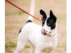 Adopt Circe a Terrier