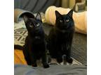 Adopt Holli and Billy a Domestic Short Hair