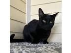 Adopt Emmanuel a All Black Domestic Shorthair / Domestic Shorthair / Mixed cat