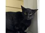 Adopt Kimchi a All Black Domestic Shorthair / Domestic Shorthair / Mixed cat in