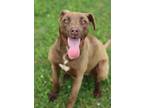 Adopt Daisy a Brown/Chocolate Terrier (Unknown Type, Small) / Labrador Retriever
