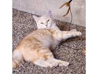 Adopt Nala a Domestic Shorthair (short coat) cat in Mead, WA (37684291)