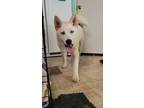 Adopt Marid a White Siberian Husky / Mixed dog in Commerce, TX (37804796)