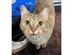 Adopt Turtle a Domestic Short Hair, Torbie