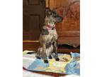 Adopt Juniper - MA a Australian Cattle Dog / Blue Heeler, Catahoula Leopard Dog