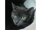 Adopt Fez a Gray or Blue Domestic Shorthair / Mixed (short coat) cat in