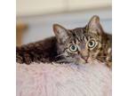 Adopt Heru a Domestic Shorthair / Mixed cat in Port Washington, NY (37876184)