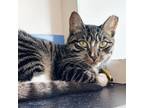 Adopt Bastet a Domestic Shorthair / Mixed cat in Port Washington, NY (37876185)