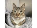 Adopt POMMEROY a Domestic Short Hair