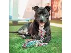 Adopt JAKE a Black Staffordshire Bull Terrier / Mixed dog in Las Vegas