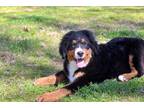 Bernese Mountain Dog Puppy for sale in Springfield, MO, USA