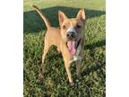 Adopt RAULIE a Red/Golden/Orange/Chestnut Carolina Dog / Mixed dog in Rosenberg