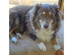 Adopt Red a Australian Shepherd