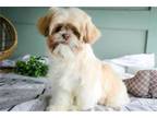 Shih Tzu Puppy for sale in South Bend, IN, USA