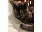 Adopt *BELLA a Tortoiseshell Domestic Shorthair / Mixed (short coat) cat in