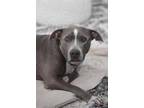 Adopt MIMI a Gray/Silver/Salt & Pepper - with White American Pit Bull Terrier /