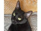 Adopt Onyx a Black & White or Tuxedo Domestic Shorthair / Mixed cat in Palatine