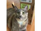 Adopt Zodiac a Domestic Shorthair / Mixed cat in Palatine, IL (37774363)