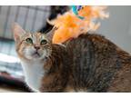 Adopt Cassidy a Tan or Fawn (Mostly) Domestic Shorthair / Mixed (short coat) cat