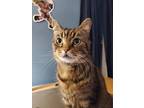 Adopt Gracie a Brown Tabby Domestic Shorthair (short coat) cat in Pickerington