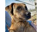 Adopt Reba a Catahoula Leopard Dog