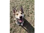 Adopt Gilly a Husky