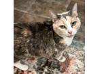 Adopt Betsy a Dilute Calico