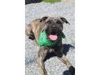 Adopt Nyx a Mountain Cur