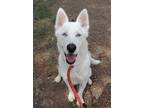 Adopt Axel a White Husky / Mixed dog in Lakeside, AZ (37701619)