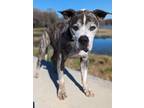 Adopt Calvin a Boxer / Labrador Retriever / Mixed dog in Ocala, FL (37704857)
