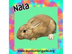 Adopt Nala LOUISVILLE a Other/Unknown / Mixed (short coat) rabbit in