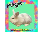 Adopt Magpie LOUISVILLE a Lionhead / Mixed (short coat) rabbit in Elizabethtown